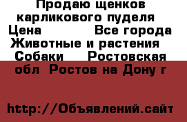 Продаю щенков карликового пуделя › Цена ­ 2 000 - Все города Животные и растения » Собаки   . Ростовская обл.,Ростов-на-Дону г.